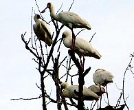 Kenya Galu Birds_01