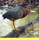 antigua_heron